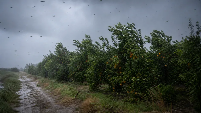 Calle de un municipio valenciano con ramas caídas tras una tormenta