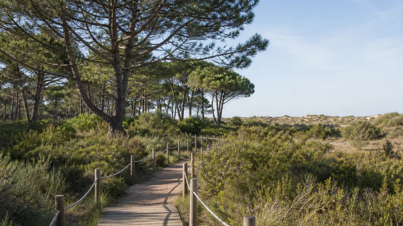 Pasarela entre pinar mediterráneo y vegetación dunar de la Devesa