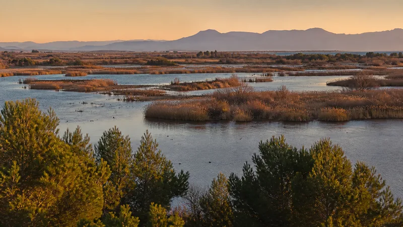 Vista amplia del humedal de l’Albufera con lagunas, carrizo, pinar y sierras al fondo