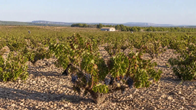 Viñedo de Bobal en Requena