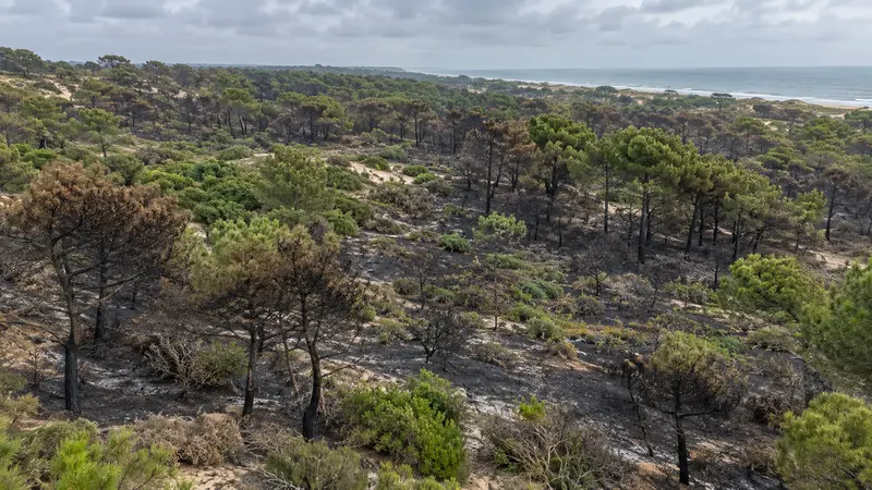 Pinar mediterráneo costero con afección desigual tras un incendio